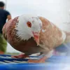 LEXSOM_MERPATI123