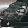 bellaboo_tizzylou