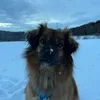 k9.shani