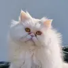 giusypersiancat