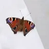 cobivanhaaren