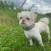 luna.dogg9