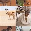سموّ الـريـم 🦌