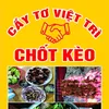 chot_keo_quan