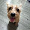 brownienorwichterrier
