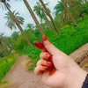 sadfafda