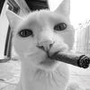 hcumoriginal