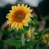 lei_109