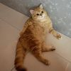 mr.meowlington
