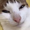 roofus10
