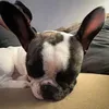 hussbi