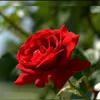 userq8k05r5tv8