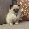 hellokitty888_