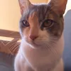 michuchen_gatito