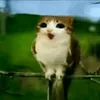 sillywegi