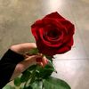 rose689890