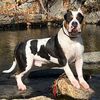 Panda the bully