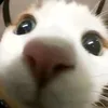 tthcsmongthob