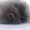 iamlionel.lo