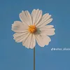rommel_3280