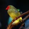 Paradise Park Aviary