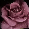 moona_sailor777