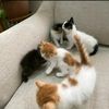 catslove2222