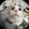 whosjlncm