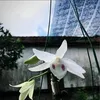 lahai006