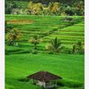 fuadhasyim001