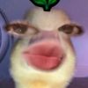 syaaajaaa4