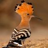 hoopoespa_
