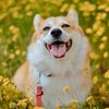 carltoncorgi_fun
