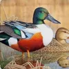 🦆🦆