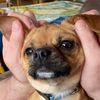 asneakytaquito