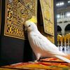 gammeyasin3kee