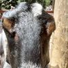 thegreatgoatman