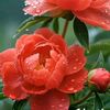 emann_aftab