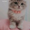 nihal.chacchi