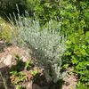 herbaltash