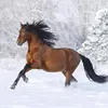 marostorda