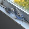 turtlesrlit3