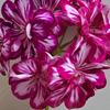 pelargoniumforever