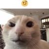 catmemer3