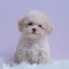 fangpoodletoy