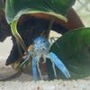blackheartaquarium