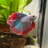 fishyfriends01