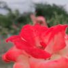 roaida6131