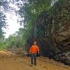 wilivanforest