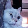 lyna.kitten